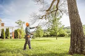 How Our Tree Care Process Works  in Dakota Dunes, SD